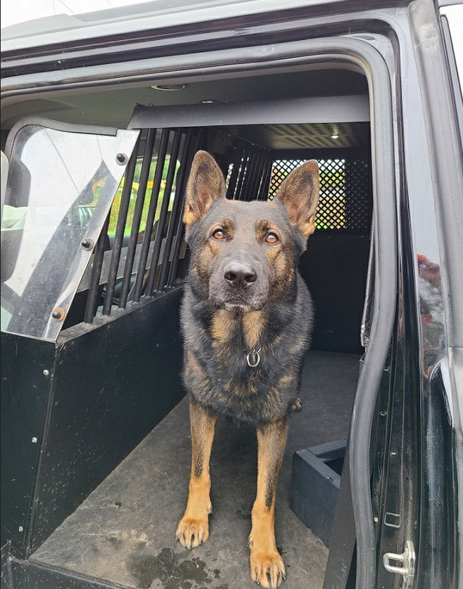 Woman apprehended in Appleton, Newfoundland by RCMP Police Service Dog ...