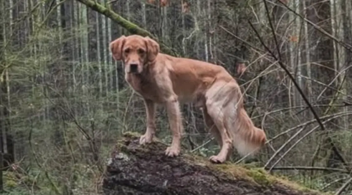 Delta is the latest member of the Comox Valley Search and Rescue squad. The two-year-old golden retriever played a key role in locating a missing Courtenay teen onWednesday. COMOX VALLEY SEARCH AND RESCUE