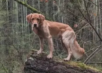 Delta is the latest member of the Comox Valley Search and Rescue squad. The two-year-old golden retriever played a key role in locating a missing Courtenay teen onWednesday. COMOX VALLEY SEARCH AND RESCUE