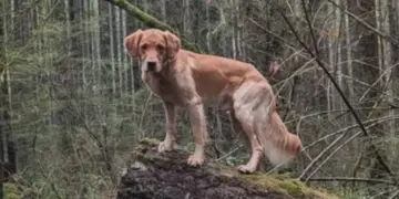 Delta is the latest member of the Comox Valley Search and Rescue squad. The two-year-old golden retriever played a key role in locating a missing Courtenay teen onWednesday. COMOX VALLEY SEARCH AND RESCUE